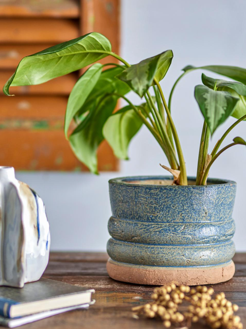 Maizun Ø 18cm - Spore Nursery