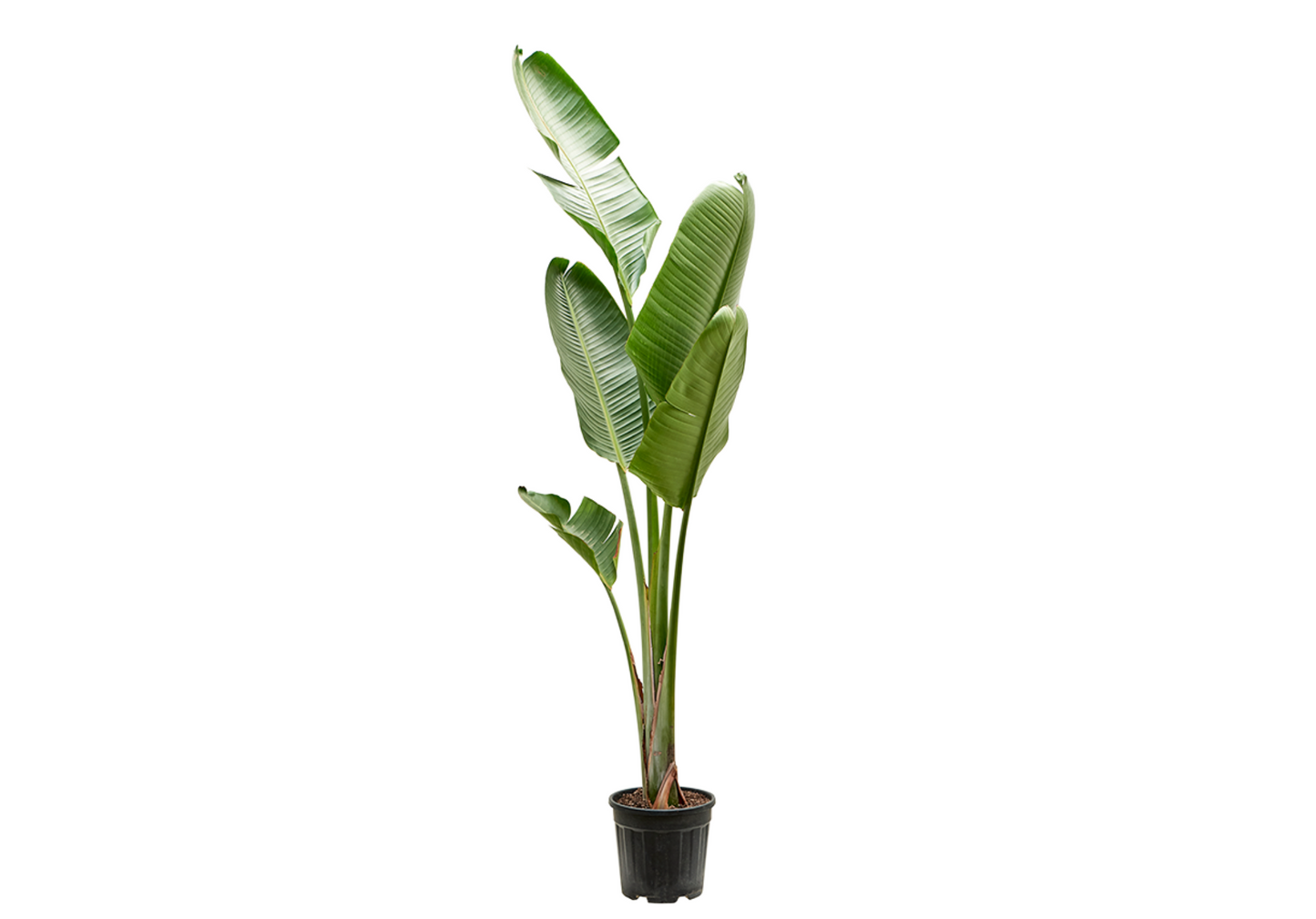 Strelitzia nicolai