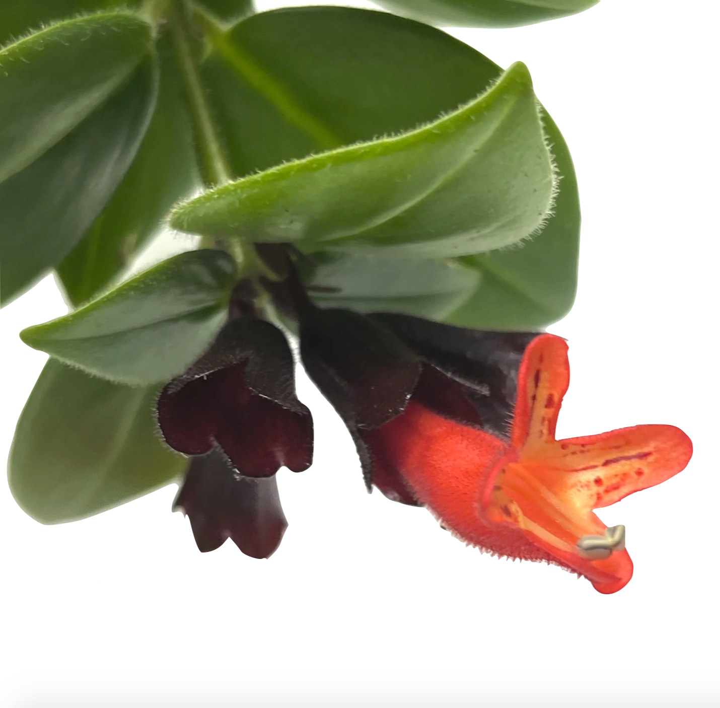 Aeschynanthus pulcher