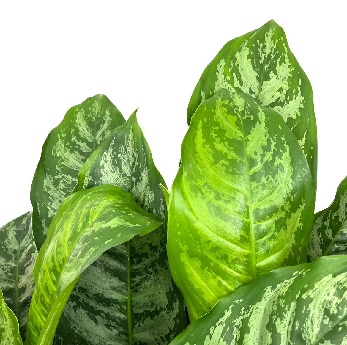 Aglaonema commutatum 'Chantal'