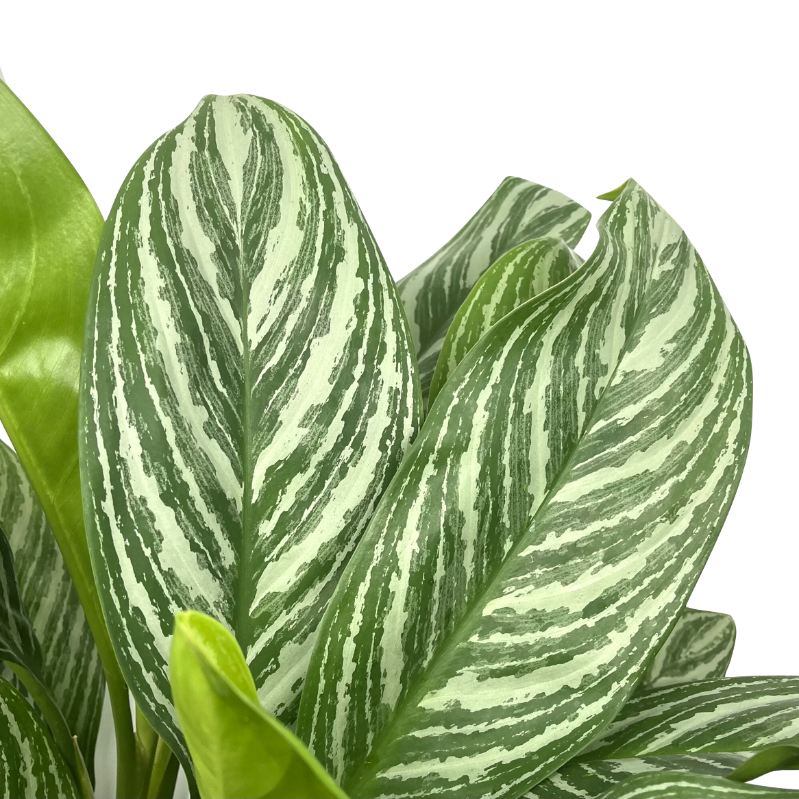 Aglaonema commutatum 'Christina'