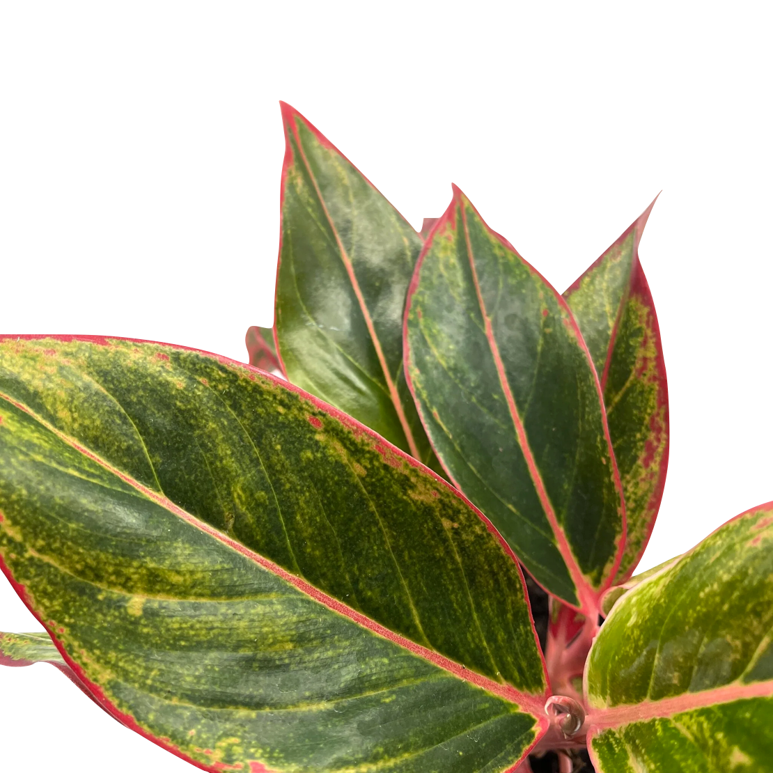 Aglaonema commutatum 'Crete'