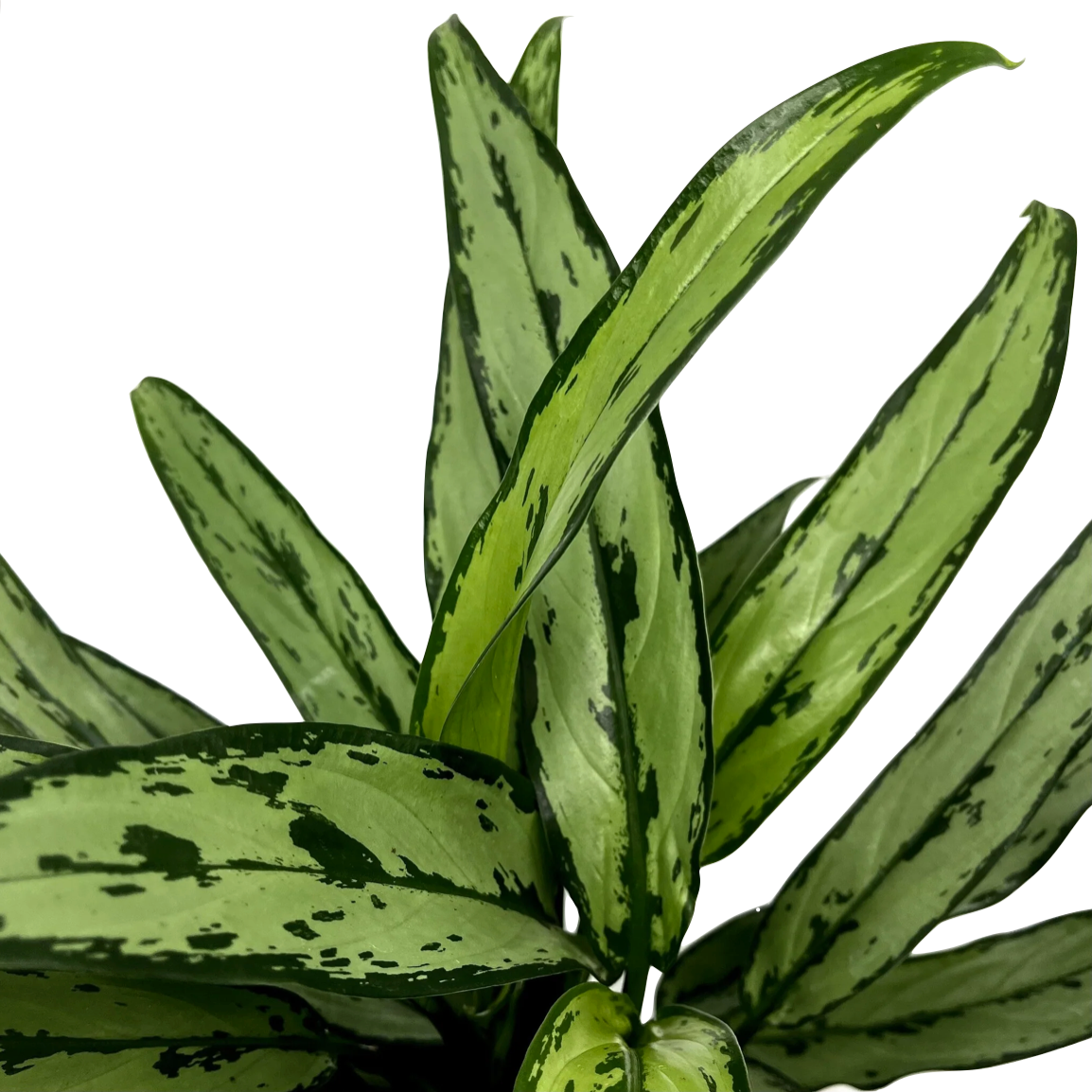 Aglaonema commutatum 'Cutlass'