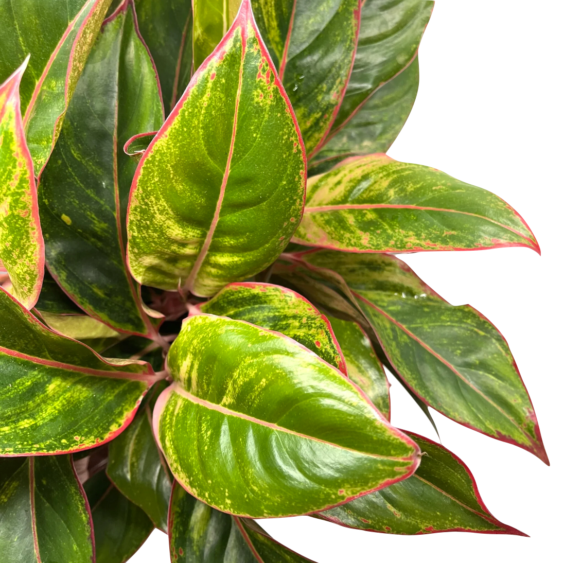 Aglaonema commutatum 'Jungle Red'