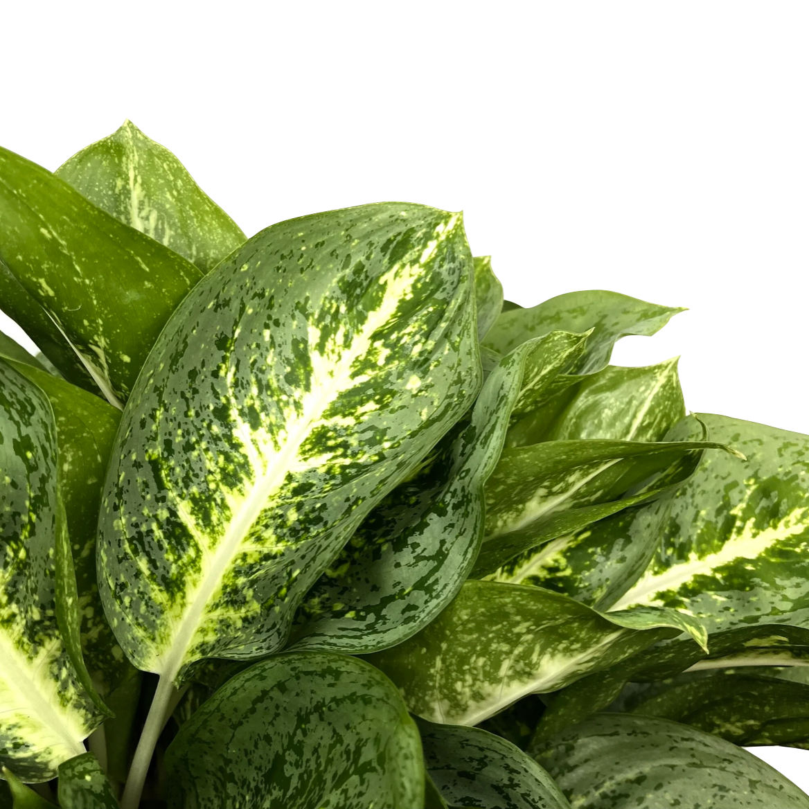 Aglaonema commutatum 'Lemon Mint'