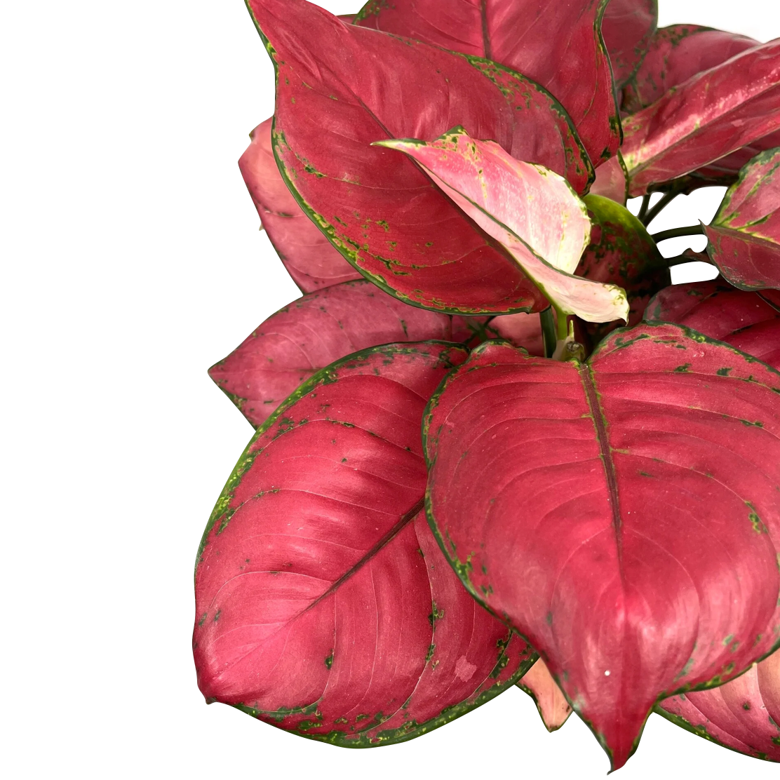 Aglaonema commutatum 'Sun Star'