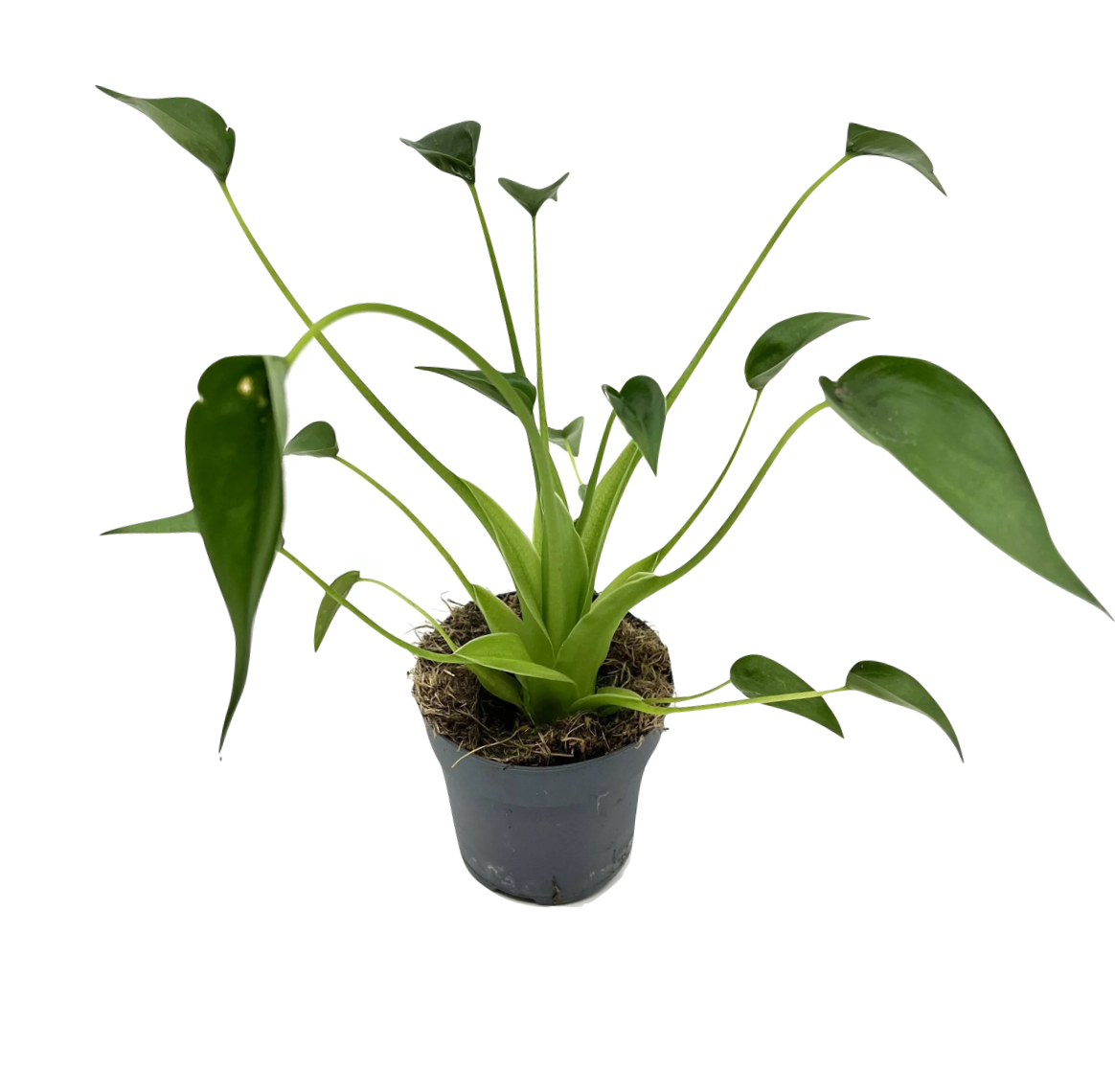 Alocasia 'Tiny Dancer'