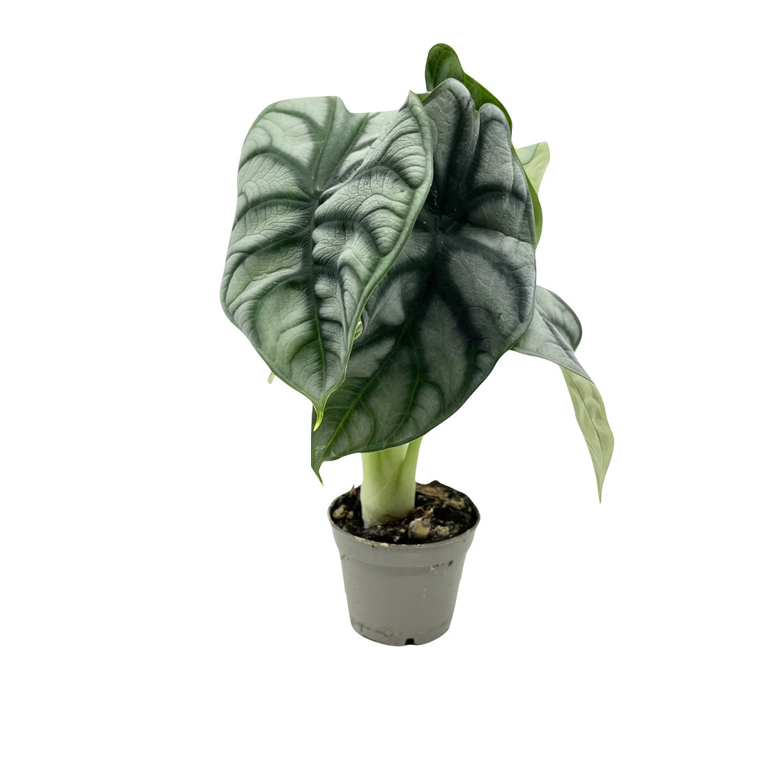 Alocasia baginda 'Silver Dragon'