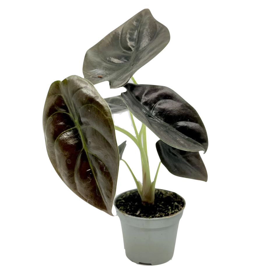 Alocasia cuprea 'Red Secret'