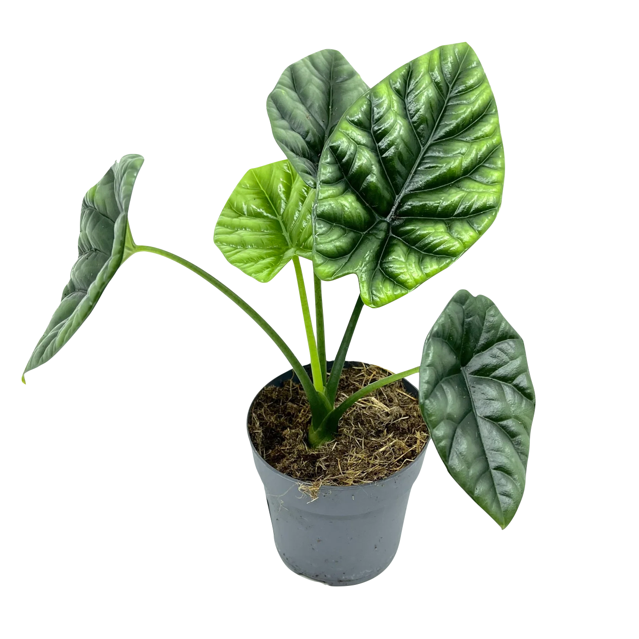 Alocasia sinuata