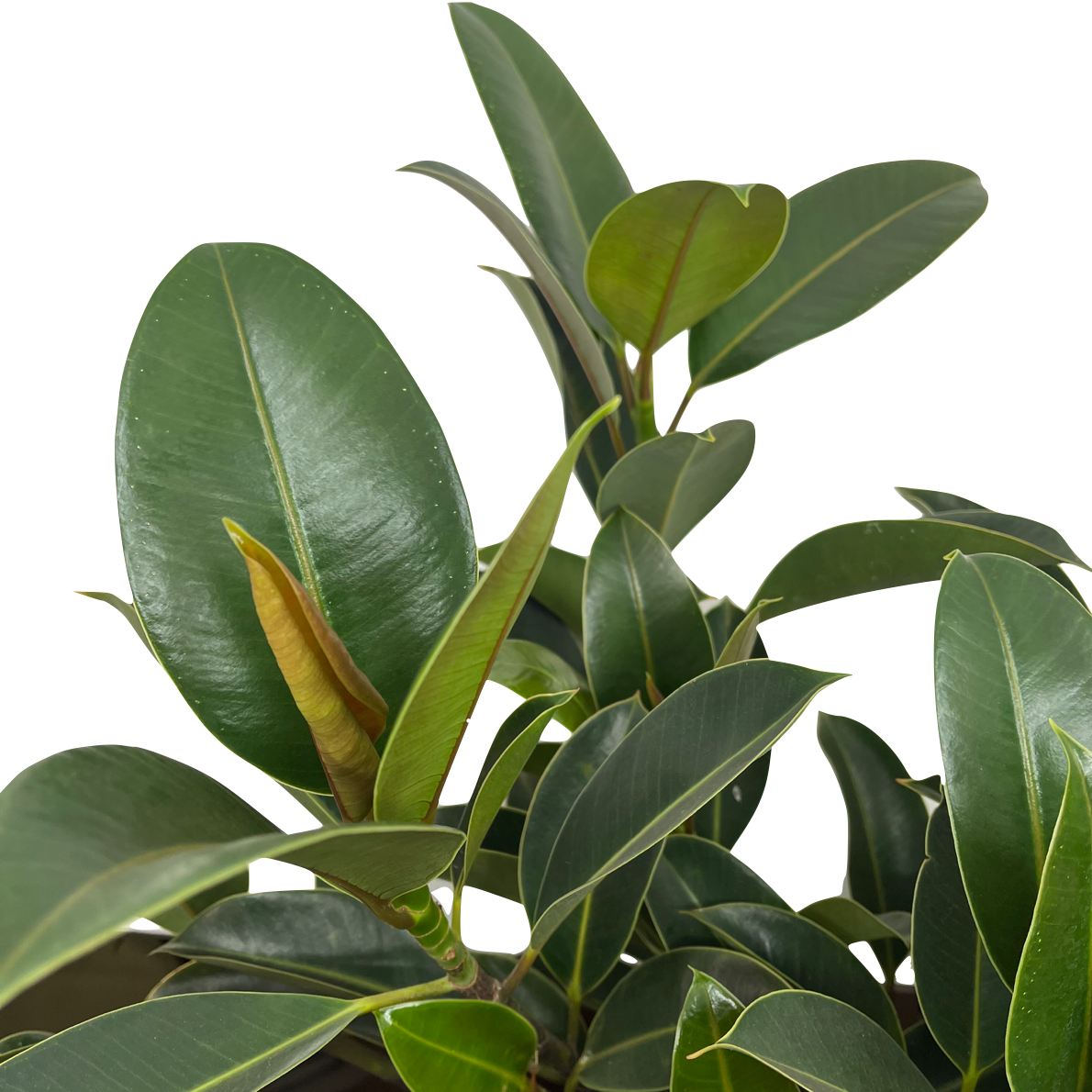 Ficus elastica 'Melany'
