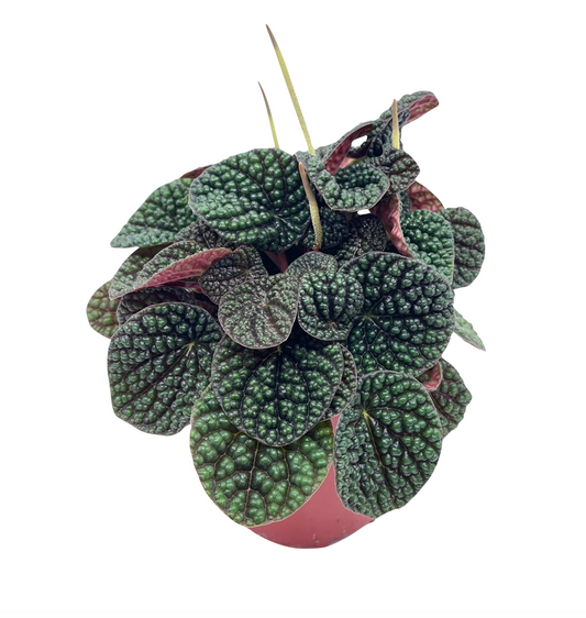 Peperomia 'Green Bubble' - Spore Nursery