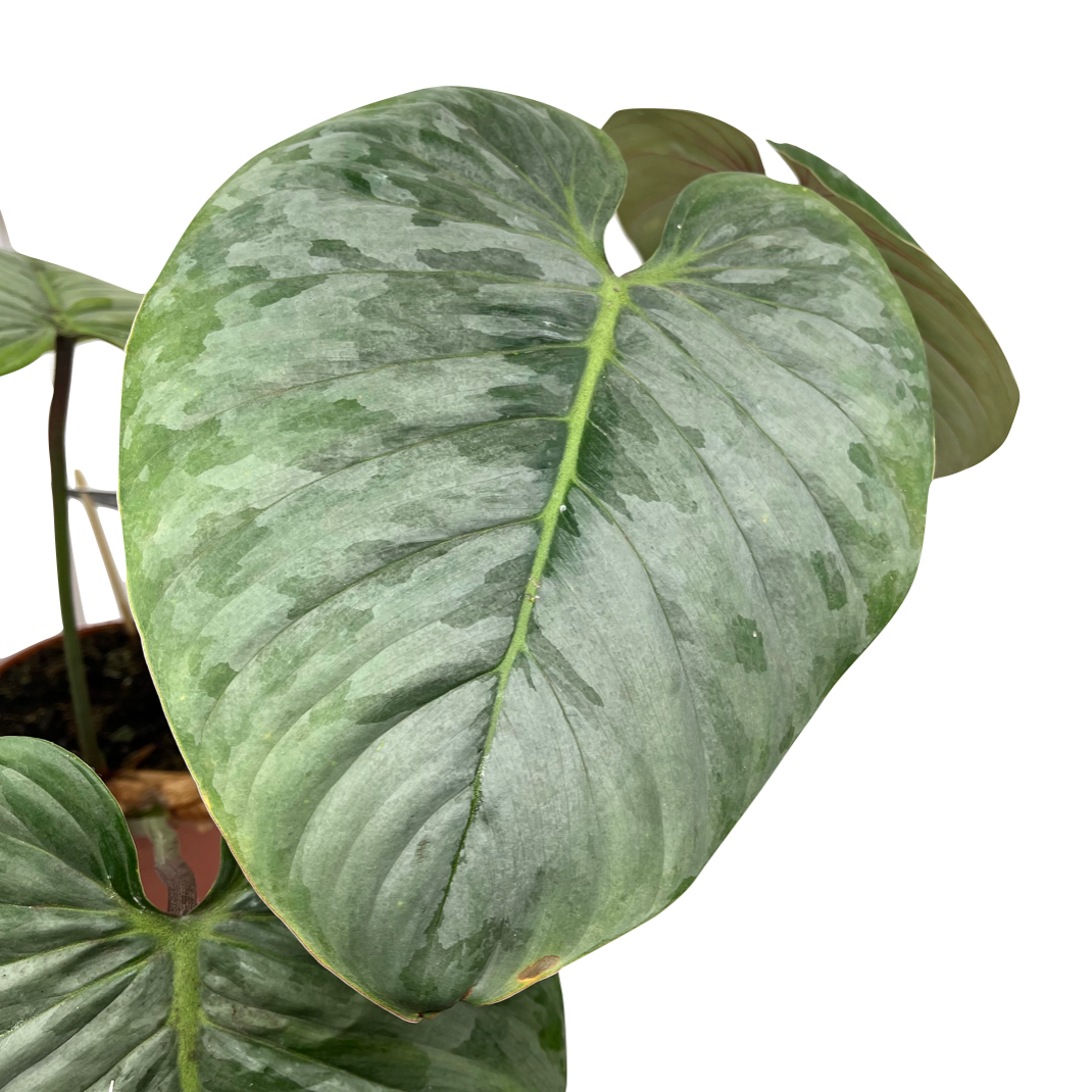 Philodendron sodiroi