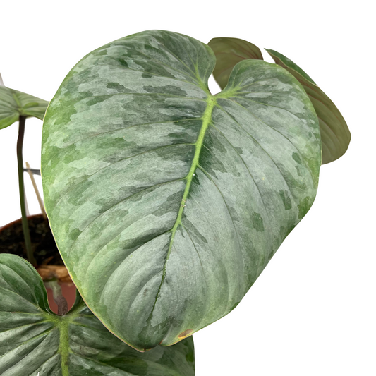 Philodendron sodiroi - Spore Nursery
