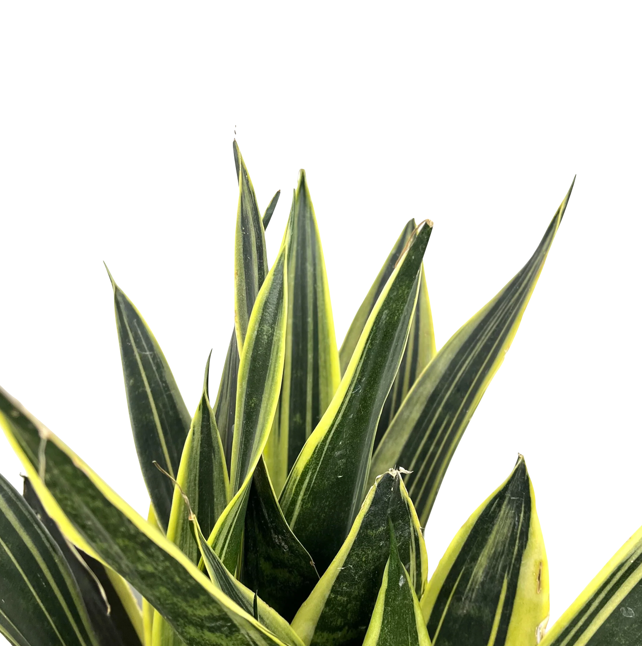 Dracaena trifasciata 'Canary' (syn: Sansevieria laurentii)