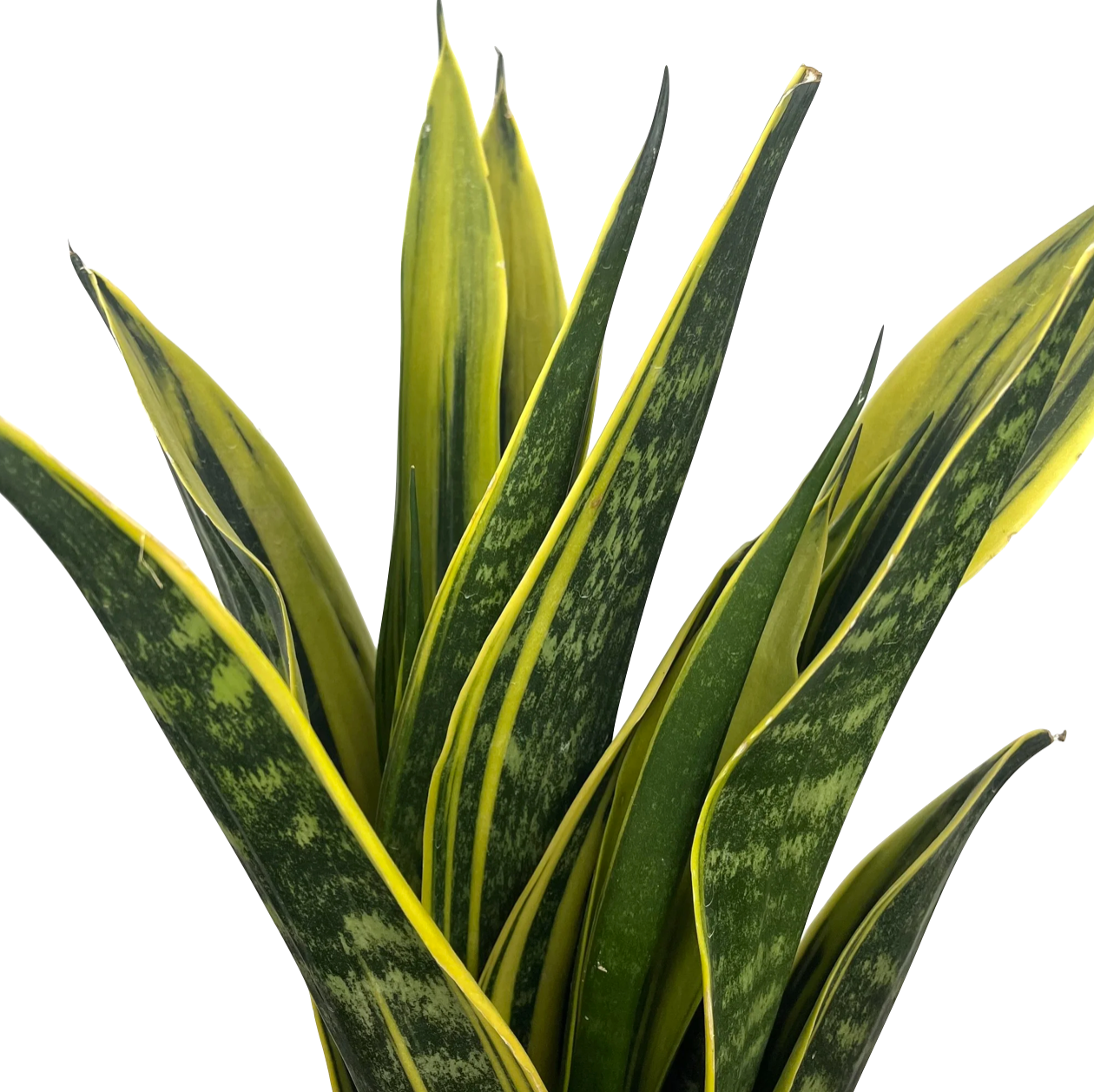 Dracaena trifasciata 'Gold Flame' (Sansevieria laurentii)