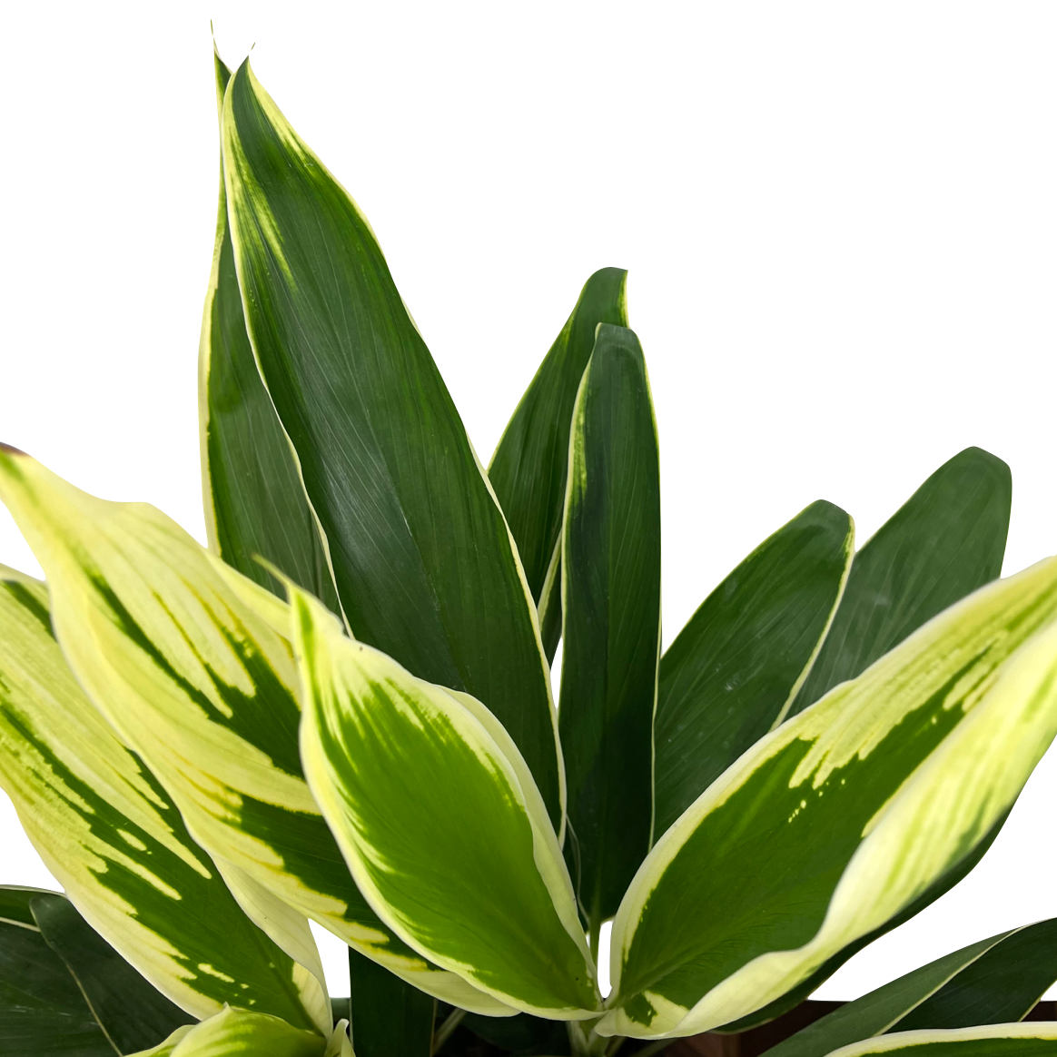 Cordyline fruticosa 'Conga'