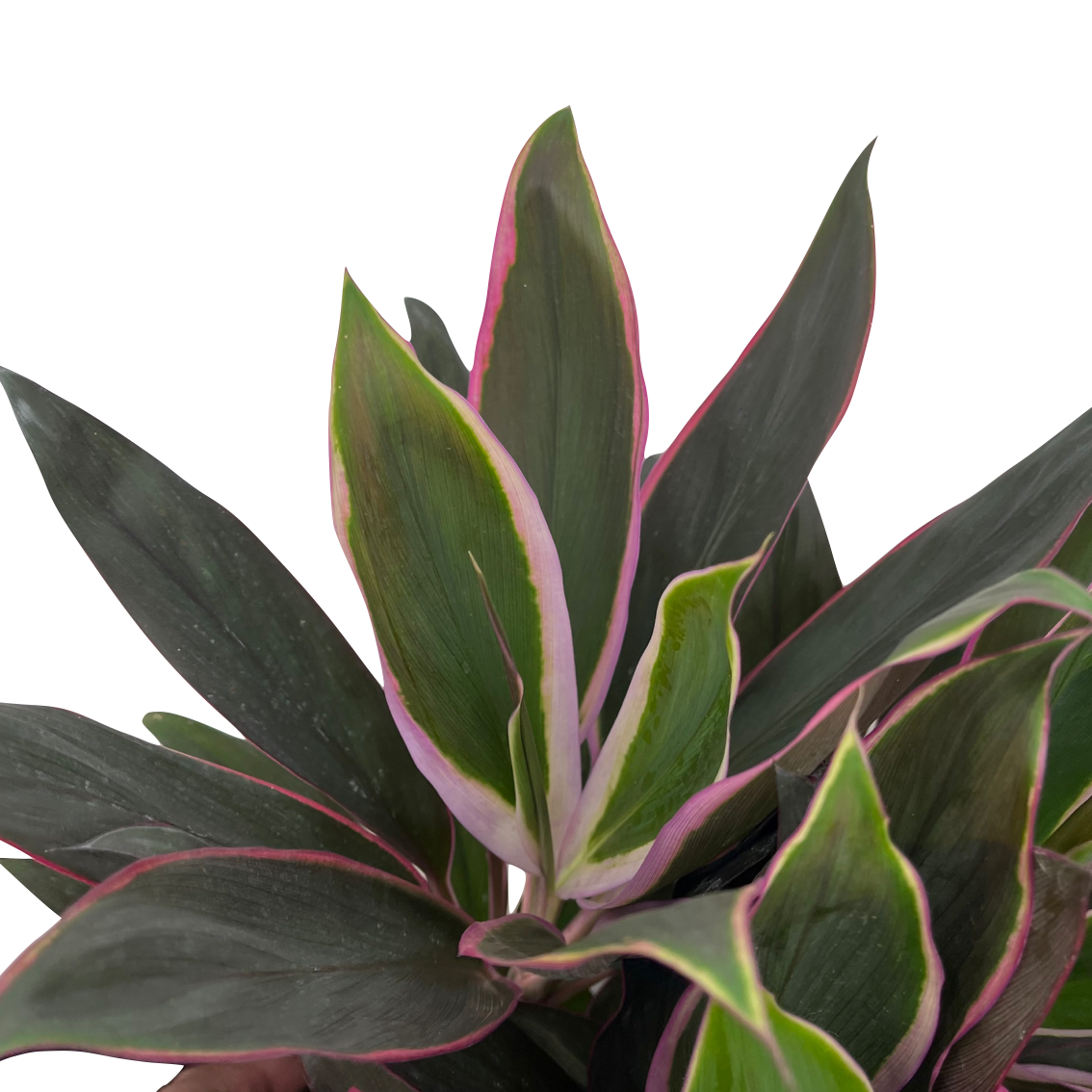 Cordyline fruticosa 'Mambo'