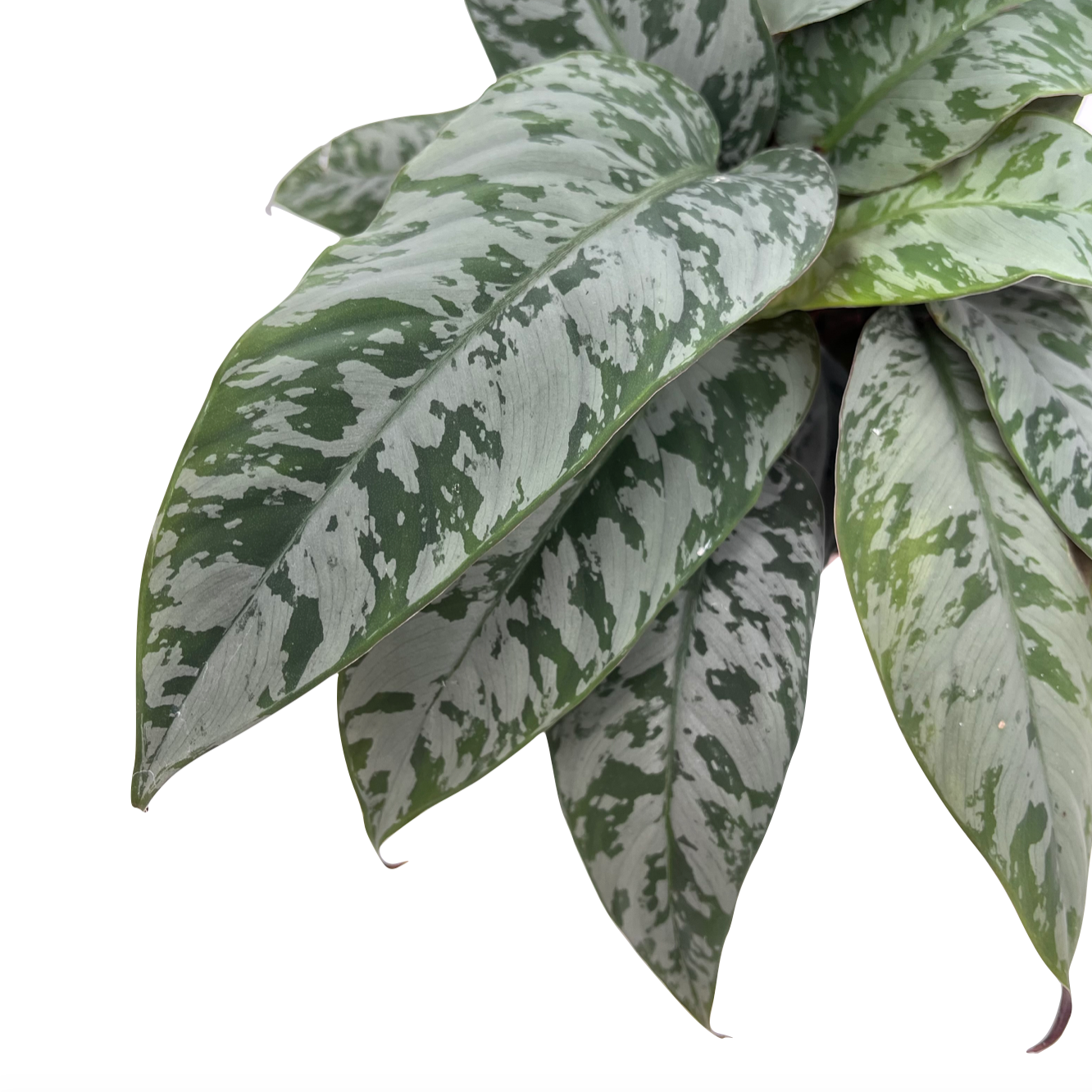 Apoballis acuminatissima