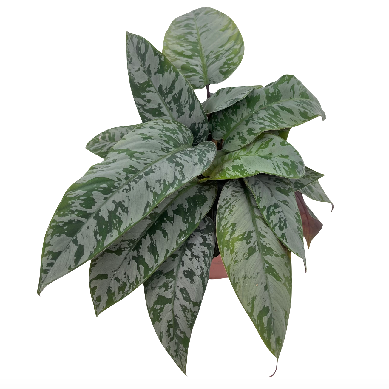 Apoballis acuminatissima