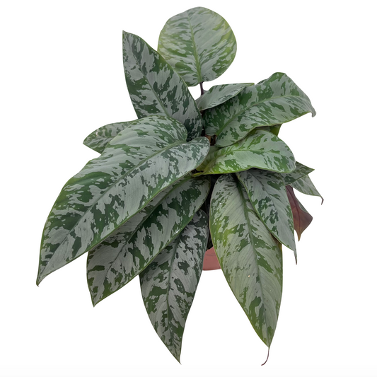 Apoballis acuminatissima - Spore Nursery