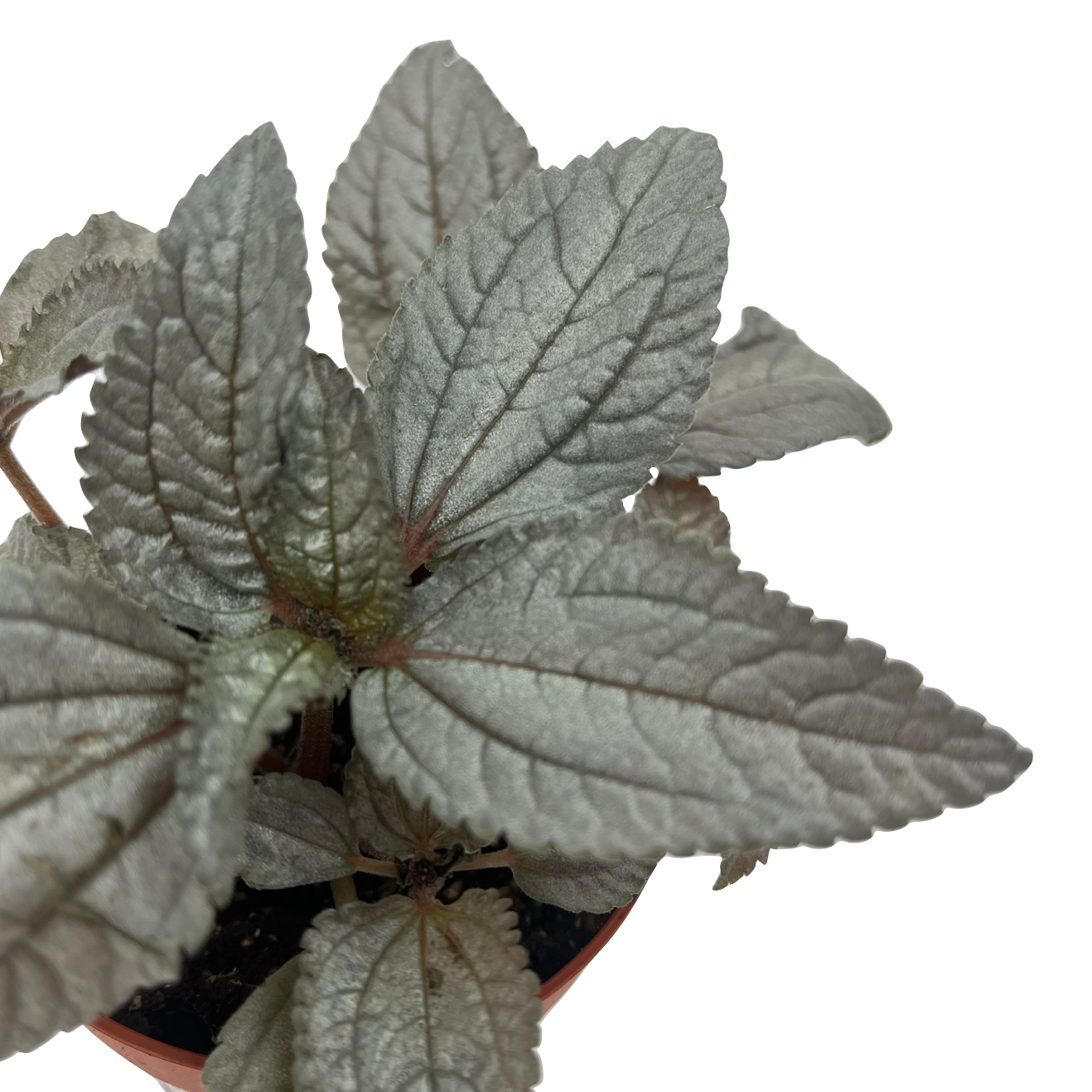 Pilea cadierei 'Ellen'