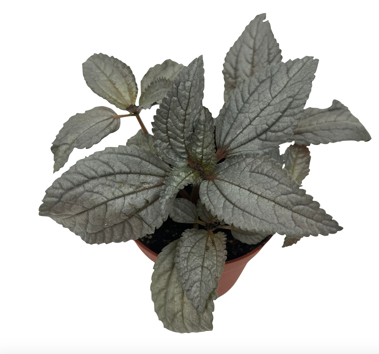 Pilea cadierei 'Ellen'