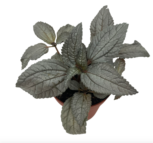 Pilea cadierei 'Ellen' - Spore Nursery