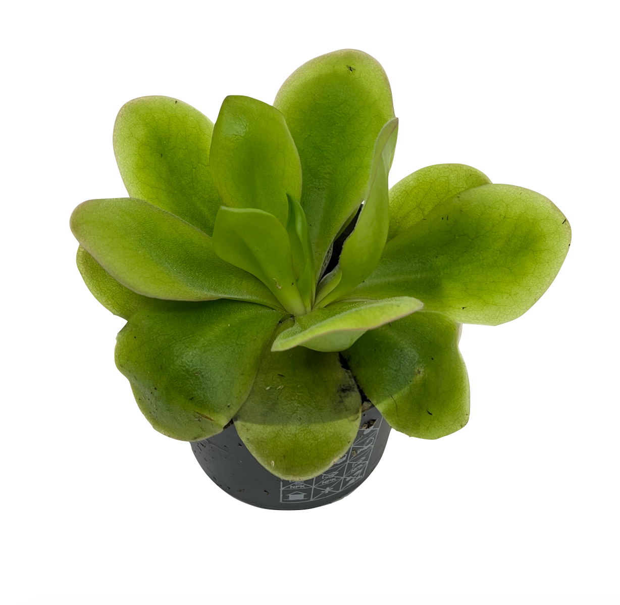 Pinguicula 'Tina'