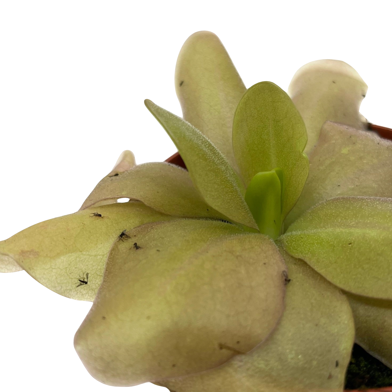 Pinguicula 'Guatemala'