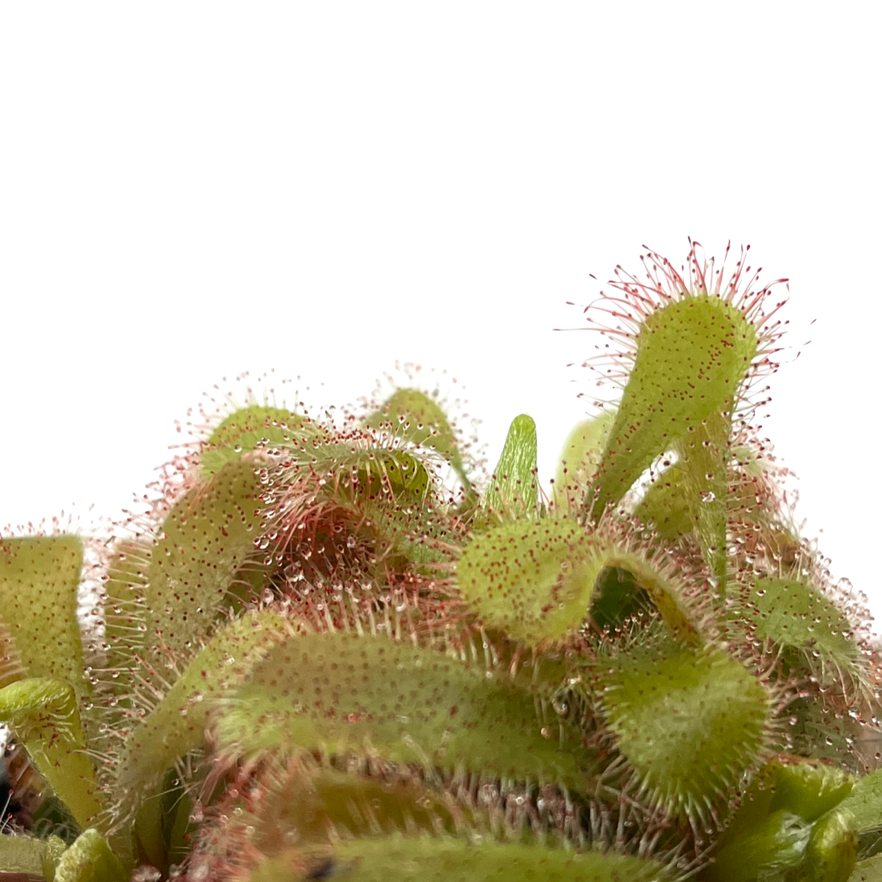Drosera aliciae