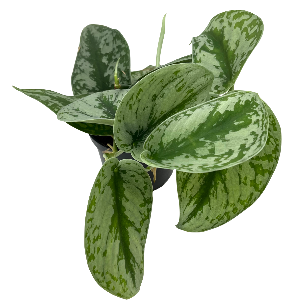 Scindapsus pictus 'Trebie'