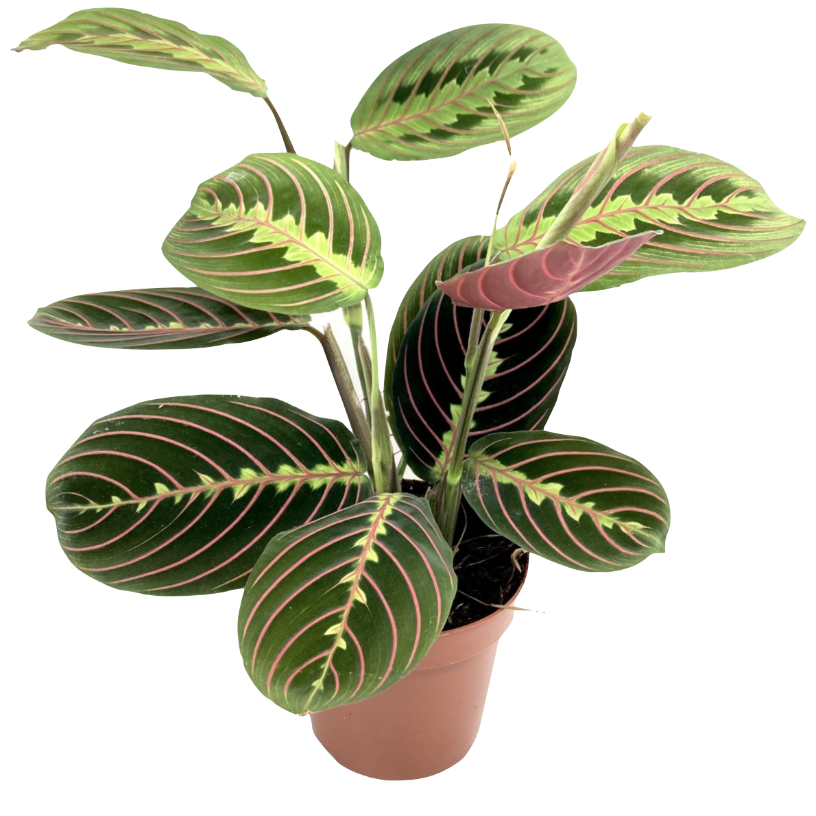 Maranta leuconeura 'Fascinator Tricolor'