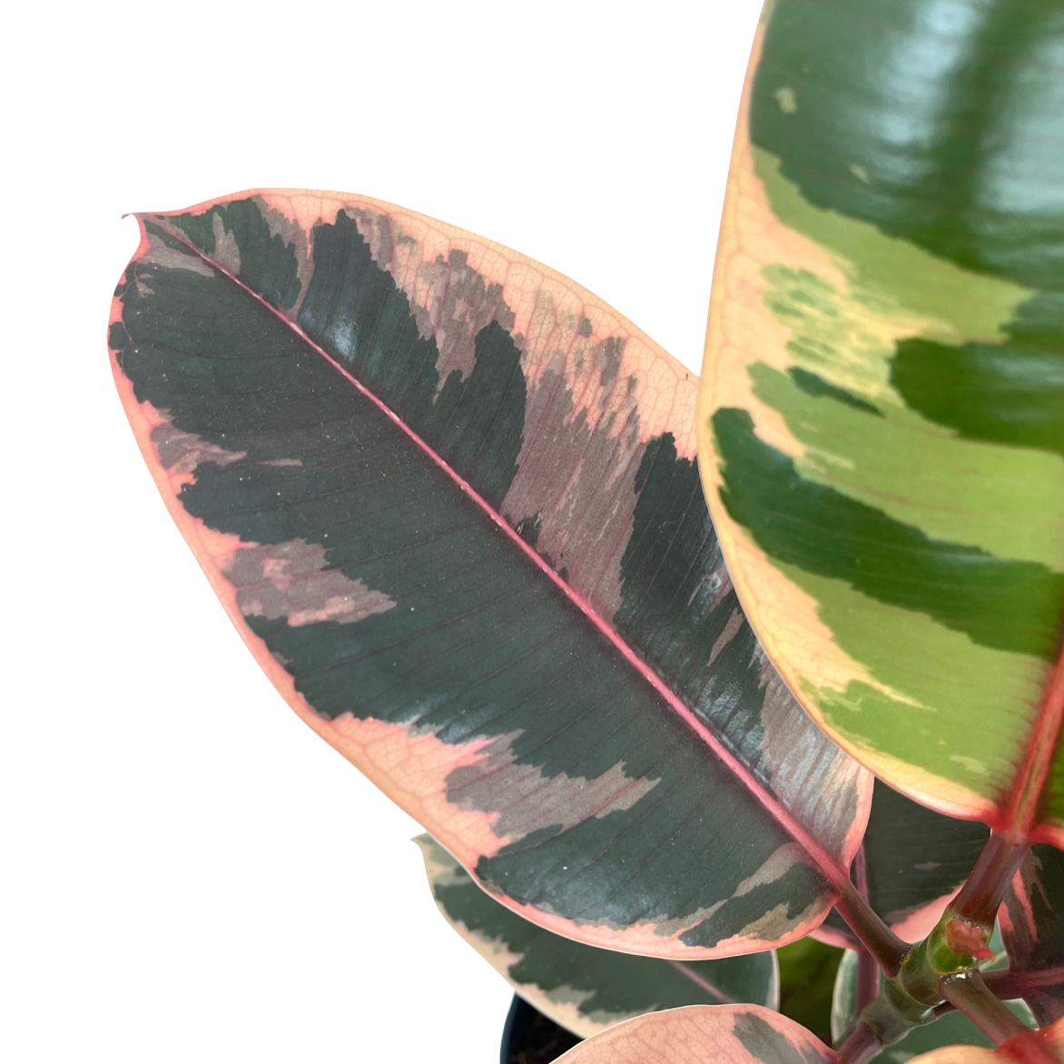 Ficus elastica 'Belize'