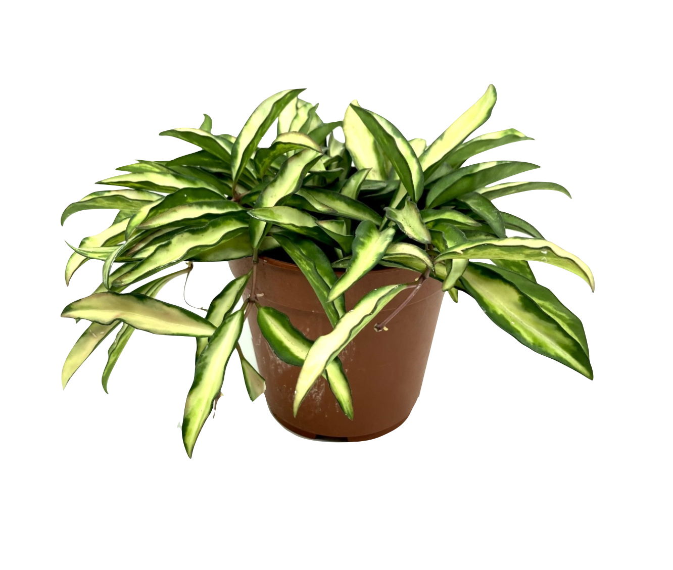 Hoya wayetii (yellow form)