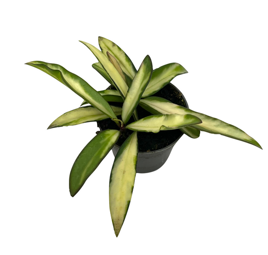 Hoya wayetii (yellow form)