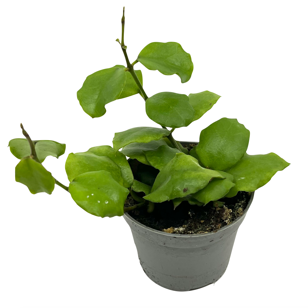 Hoya endauensis