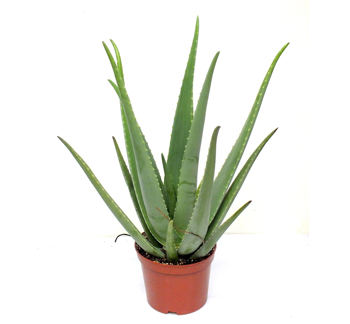 Aloe vera