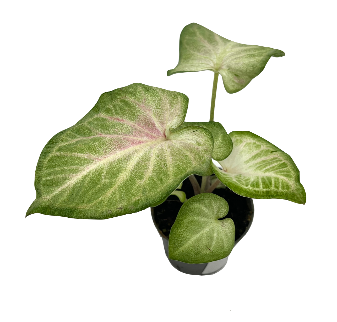 Caladium bicolor 'Fancy Pink Cloud'
