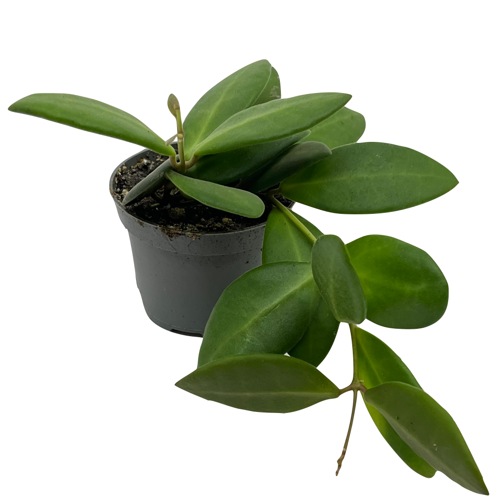 Hoya burtoniae 'Tsangii'