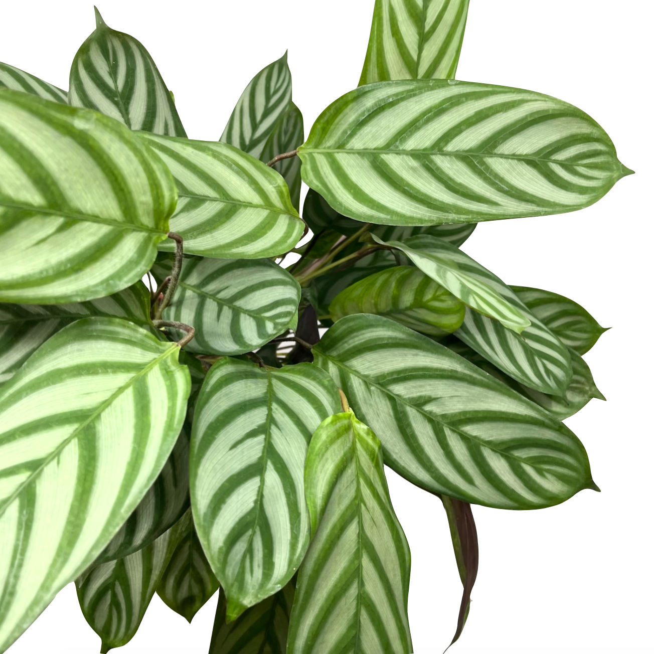 Ctenanthe setosa 'Compactstar'