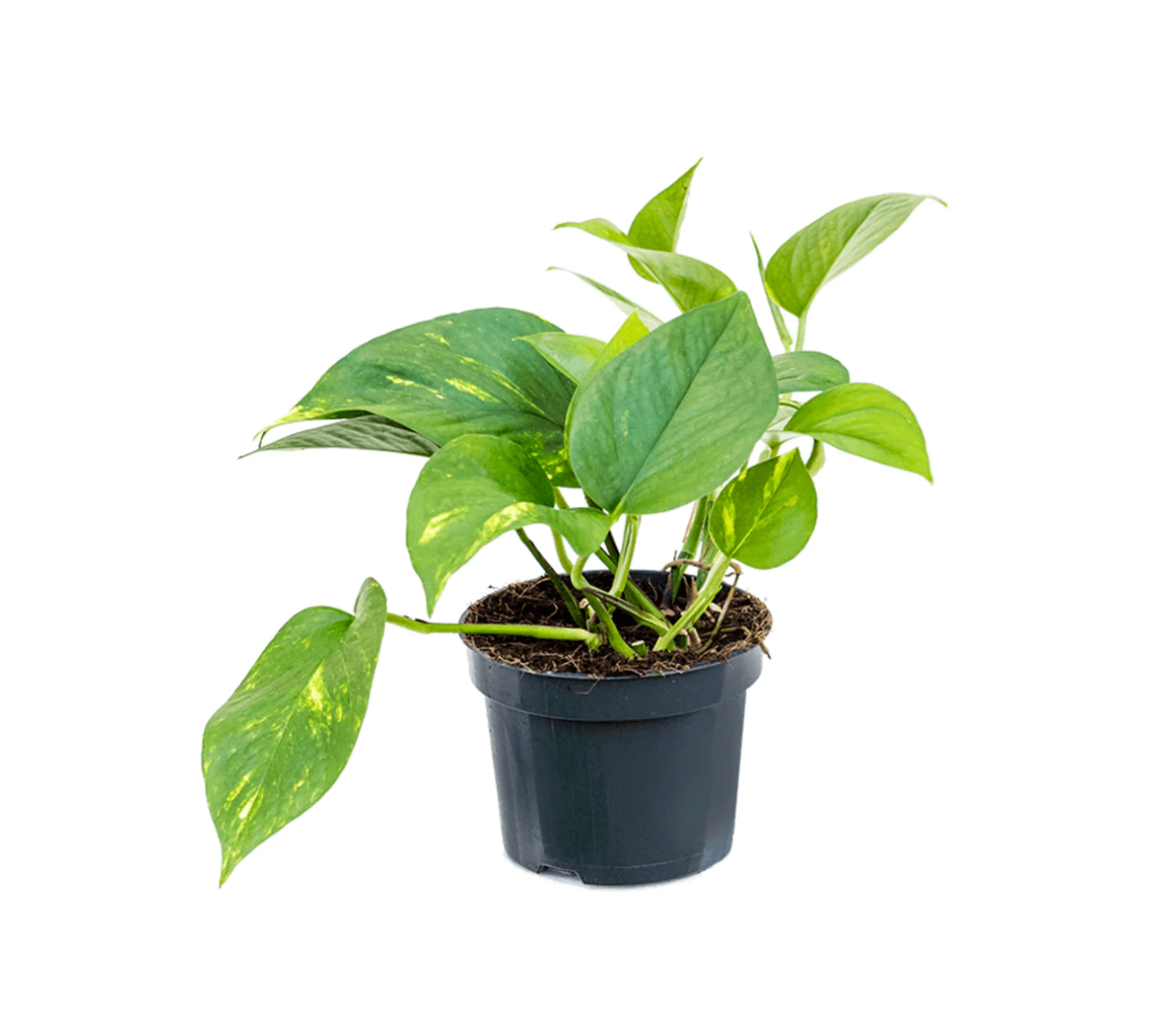 Epipremnum aureum