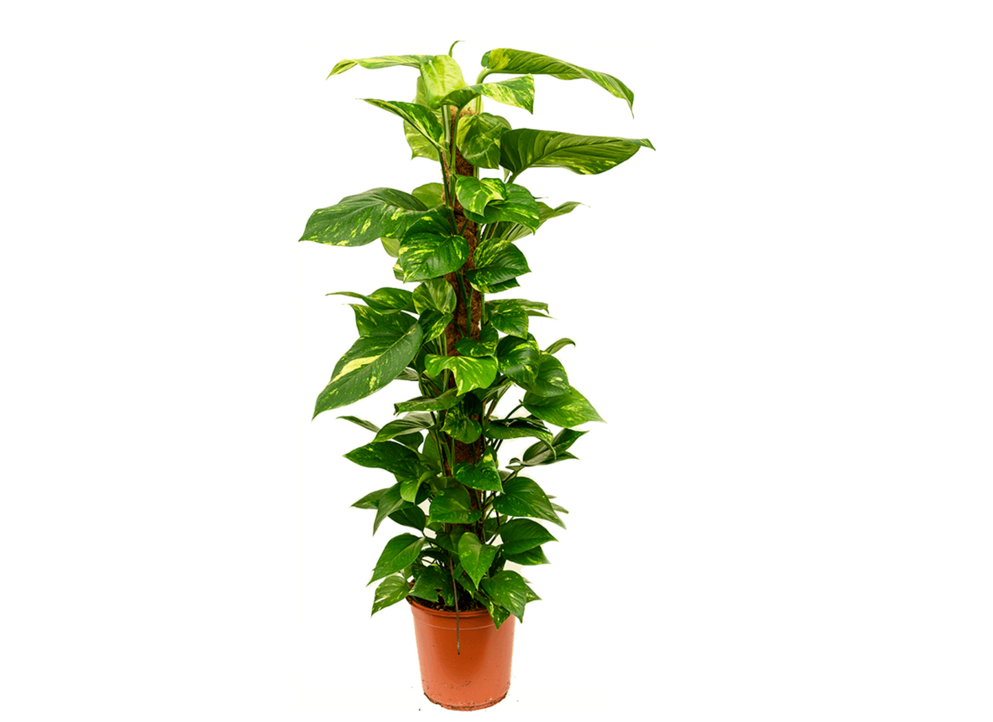Epipremnum aureum