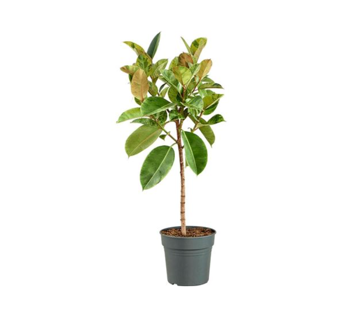 Ficus elastica 'Schrijveriana'