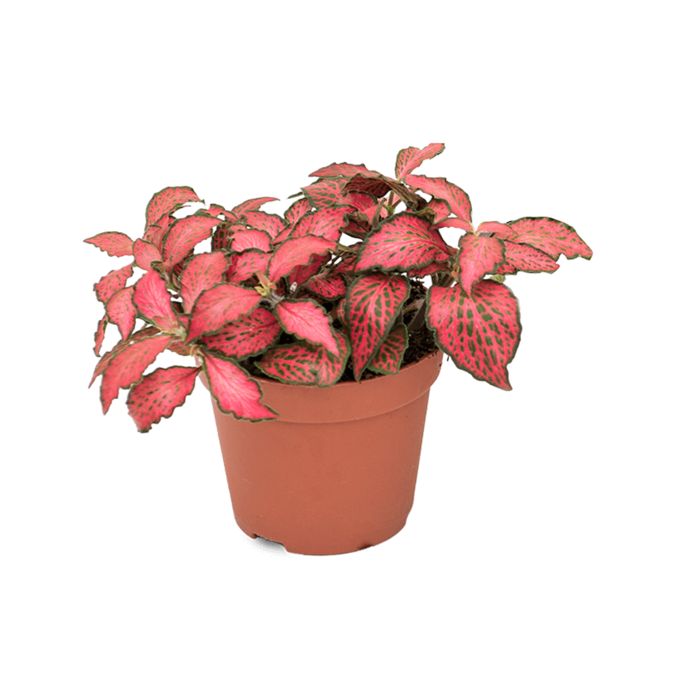 Fittonia albivenis