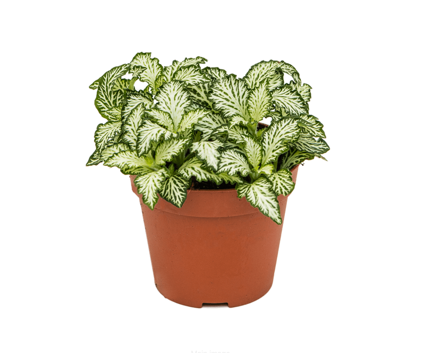Fittonia albivenis
