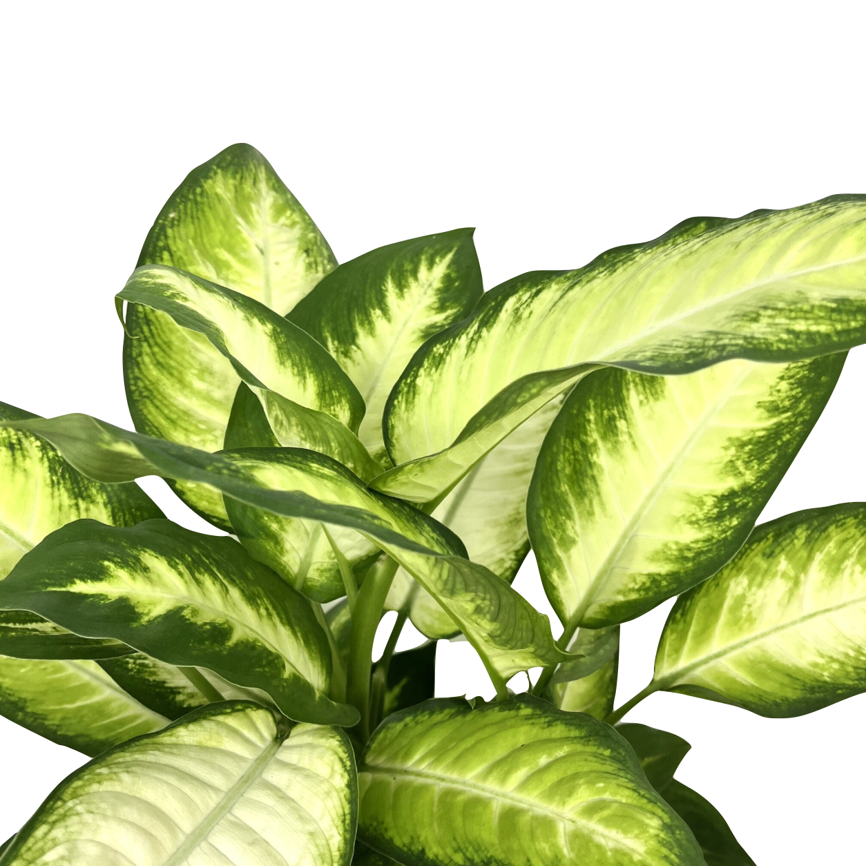 Dieffenbachia seguine 'Camilla'