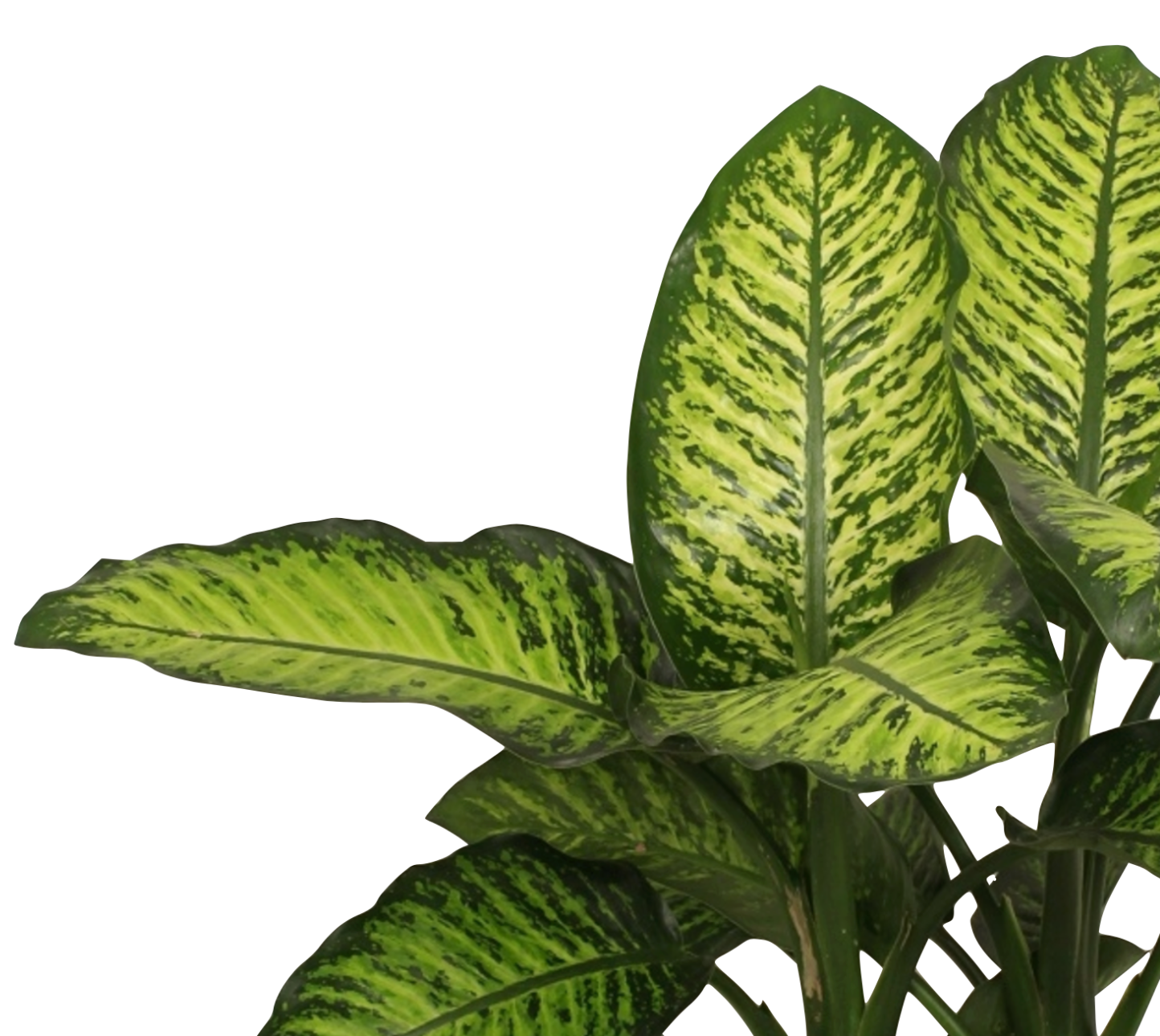 Dieffenbachia seguine 'Maroba'