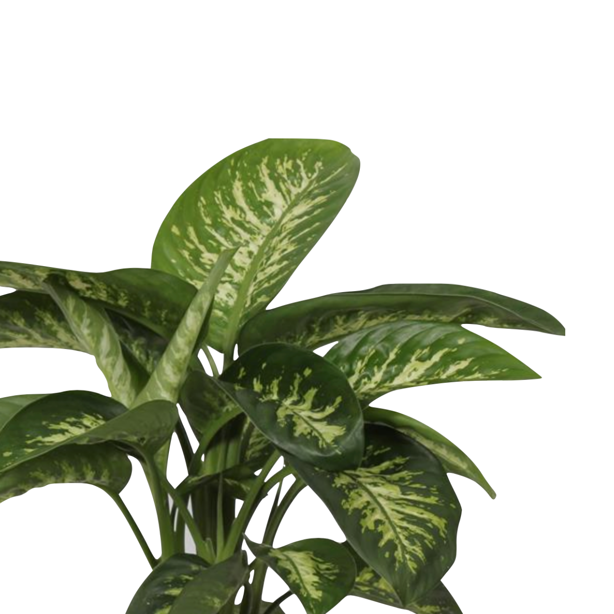 dieffenbachia seguine reeva Dieffenbachia seguine 'Reeva' – Spore Nursery
