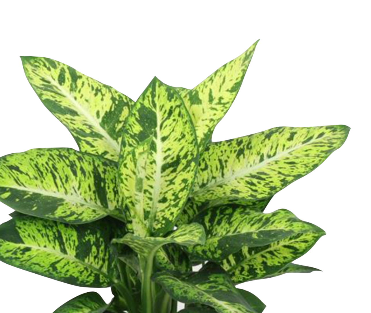 Dieffenbachia seguine 'Sublime'